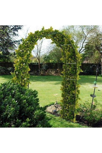 Клематіс Piilu в саду